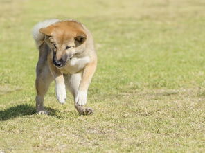 Shiba inu