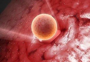 原创胚胎移植前需要先治疗输卵管疾病么？听听专家怎么说