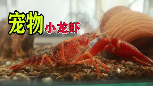 打造动物乐园 菜市场不要钱的小龙虾,可以当宠物来养吗 