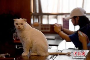 宠物猫 主题饮品店亮相广西南宁 