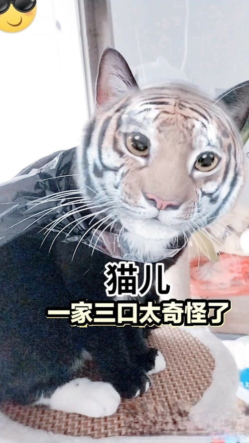 黑猫儿,橘猫妈妈,白猫爸爸一家三喽的性格太奇怪了 