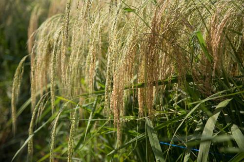 小麦和水稻的区别,科普一下小麦和水稻有什么区别？