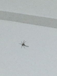 我家卧室有个蜘蛛,不知道怎么爬进来的,旧房子 怎么办 要打死它么 它有毒不 怎么防止这些东西进来 