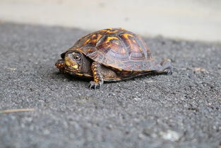 龟鳖目动物乌龟寿命有多长 都有哪些种类 乌龟寿命排行榜