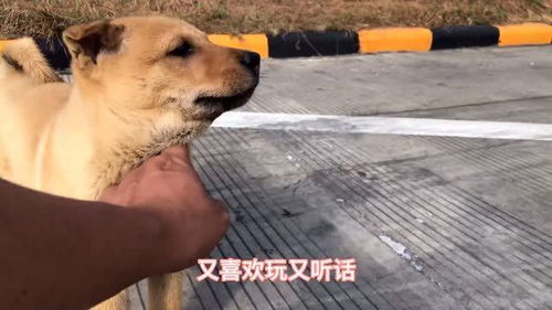 送小黄狗到新主人家,一进门就表现出独特之处,好狗 