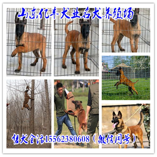 内蒙古弓背牧羊犬什么地方卖 