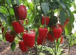 种植技术 如何提高甜椒座果率 