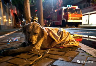 火灾现场一条等待了主人40个小时的金毛犬,让网友感动落泪