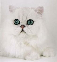黄眼睛和绿眼睛的猫哪种好 
