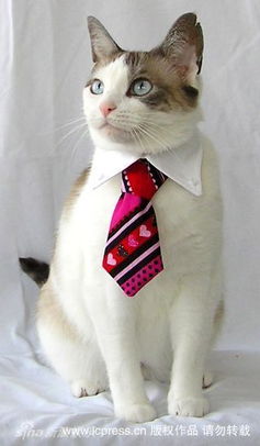 幻灯图集 可爱猫咪带上专属领带帅气 绅士 