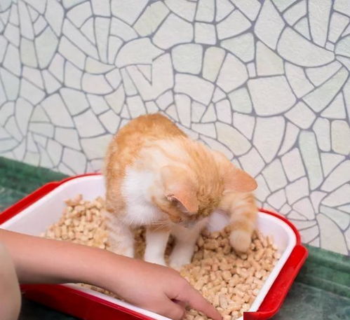 两只猫能在一个猫砂盆里拉屎吗（旧猫对新猫低吼哈气怎么办）
