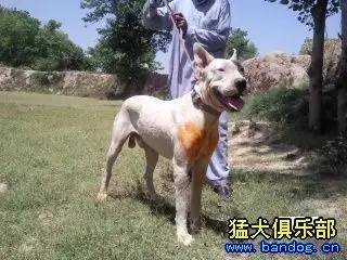 巴基斯坦之剑 古梗犬 