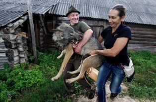 俄罗斯家庭养狼当宠物 骑它逗它没脾气