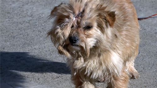 丢失3个月的狗,带着伤回家,拒绝任何人靠近,包括它的主人