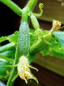 夏天高温蔬菜品种（夏天高温适合种的