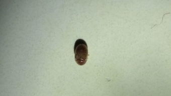 最近家 床上有很多褐色硬壳小虫,一捏就死,很小,是什么虫,会咬人吗 