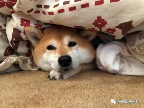 柴犬Doge表情包的原型狗狗病危 上月刚满17岁,全球网友都在祈祷