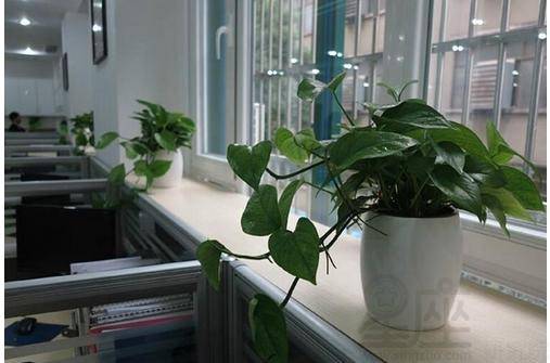 办公室摆放哪些植物最合适呢