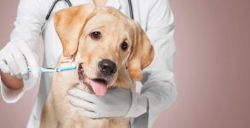 狗狗换牙期我们要注意些什么 主人需要怎么做,才能让狗狗健康