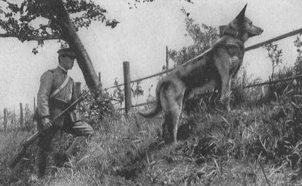 抗日战争中 鬼子兵牵着的 大狼狗 到底是些什么怪物