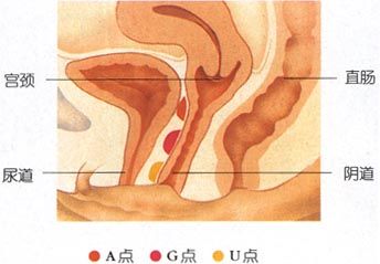 女人G点,A点,U点