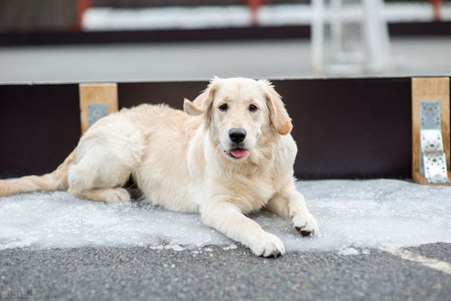 行业人建议 想养宠物犬,劝你选择这10种寿命长的狗狗