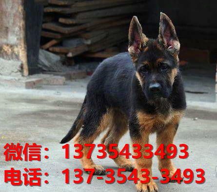 南宁狗场在哪里有犬舍出售健康德牧幼犬哪里有卖狗地方买狗