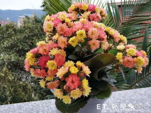 长寿花 ET外星人