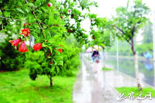 立夏降雨 好兆头 