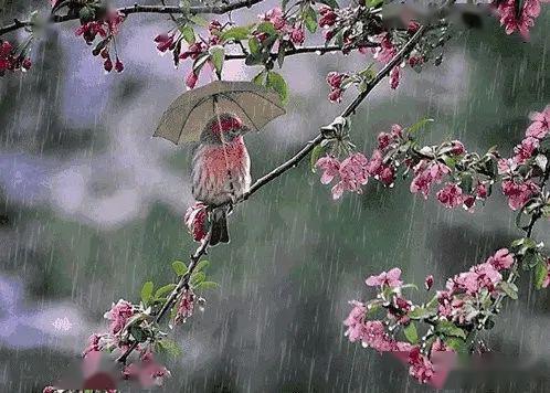 李白写的关于春雨的诗句有哪些