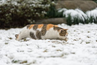 雪天的猫咪