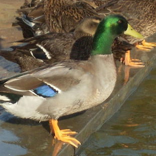 绿头鸭养殖方法技术,养殖野鸭与纯野鸭区别