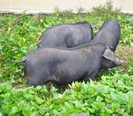 竹海野生动物养殖场 