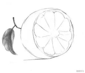 植物素描教程,开心果,橙子,邹菊花素描步骤图解 