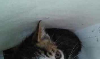 奶猫被收养后,每天躲在纸盒里瑟瑟发抖,怎么办我是不是要送走它