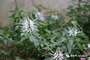 中药 猫须草 肾草 的功效及主治功能 