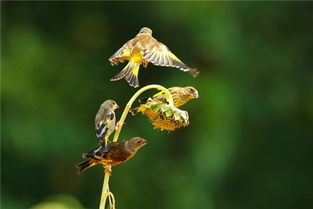 周公解梦梦见豆芽是什么意思,周公解梦大全查询 易奇八字解梦 