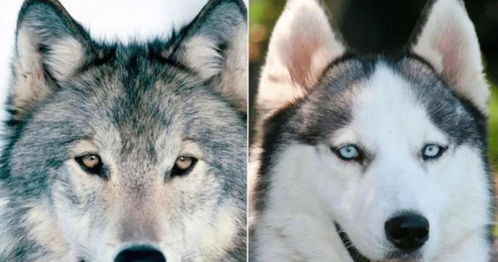 狗和狼可以繁育后代吗