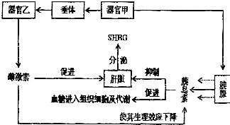 性激素结合蛋白