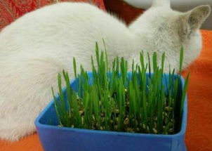 猫草种子种植方法有哪些 对猫有什么益处