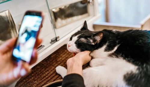 并不是所有猫都爱被手机拍照,有这4个原因的猫,见着手机就讨厌