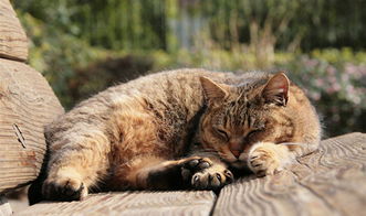 怀孕猫咪会感染猫鼻支吗,孕猫感染猫鼻支怎么治疗