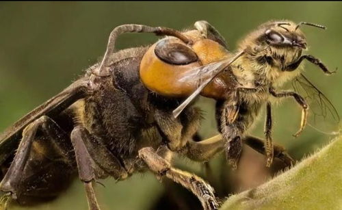 亚洲杀人大黄蜂入侵美国 长度近5cm毒性强 蜂蛹却吃起来像虾肉 