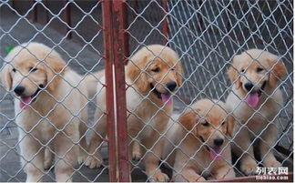 图 金毛幼犬 养殖场各种名犬直销甩卖,保健康可签协议 成都宠物狗 