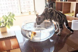 男孩求助猫咪为何总喝鱼缸水,喵 鱼汤比白开水好喝啊 