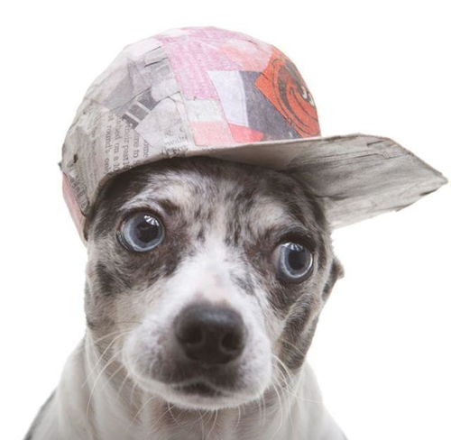 流浪狗戴上各种废旧物做的帽子,这也太时尚了吧