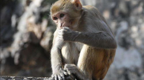 我就服印度的猴子,到底是多无聊啊,竟然去扣牛屁眼 