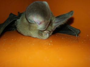 这是什么种类的蝙蝠 它吃什么 