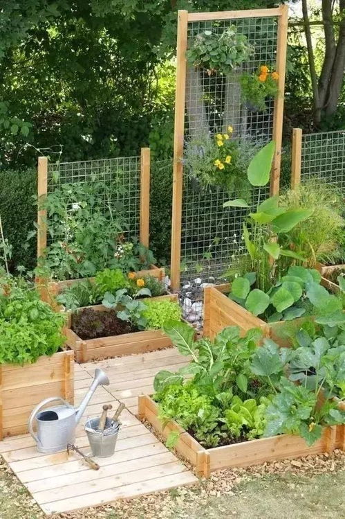 你家的小菜园可以做成什么样吗