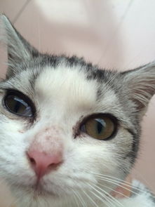 4个月小猫,眼睛的眼膜收不会去,严重吗,要动手术吗 